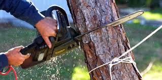 Best Commercial Tree Services  in Gibson City, IL